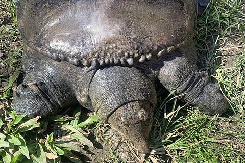 Professor rescues turtle from fish market in Assam