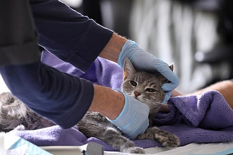 When it comes to COVID, cats ‘shed’ more than dogs