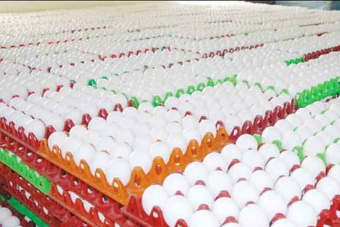 Drop in production, craze for protein in diet push egg price to all-time high of Rs 6 in TN