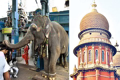 Elephant Lakshmi; Madras High Court