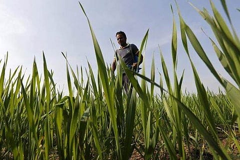 Agri exports rise 43.4 pc in Apr-Sept: Govt