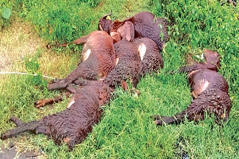 Lightning kills 35 goats in two incidents in Chengalpattu