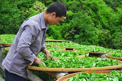 Tea exporters fear dip in export volume in current year