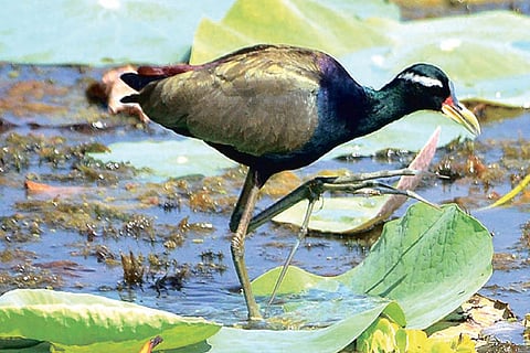 Bronze-winged Jacana, a bird species sighted in the wetlands of Kanniyakumari