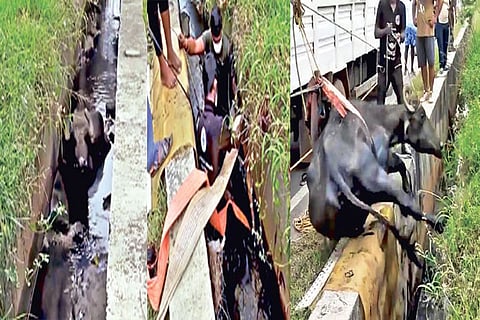 The Blue Cross team had a tough time keeping crowd away during rescue mission