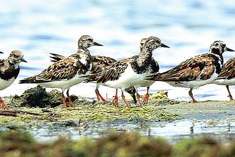 Ruddy turnstone migratory birds at Pulicat Bird Sanctuary