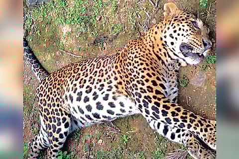 The 5-year-old leopard that was found dead in Pandalur.