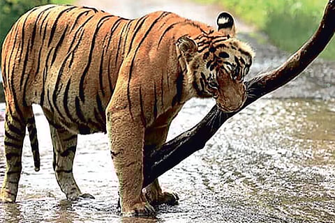 Representative image