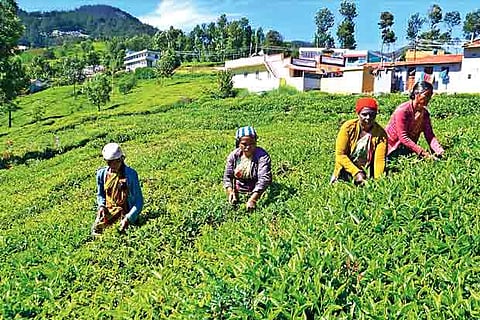 Parks, tourist spots in Nilgiris district to be opened for public from Sept 9