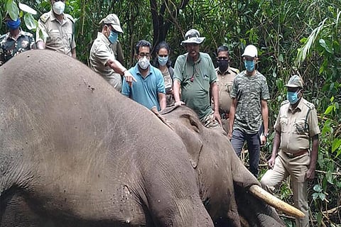 The elephant was found dead in the Valparai forest range of the Anamalai Tiger Reserve