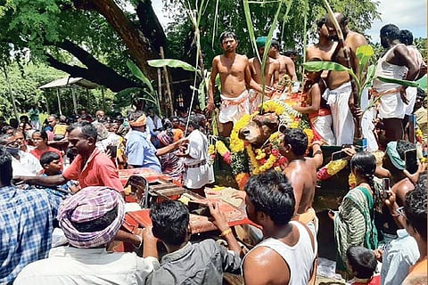 Avichipatti village near Dindigul plunges into grief over death of temple bull