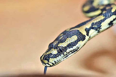 Eight-feet-long python rescued from railway underpass in Mathura