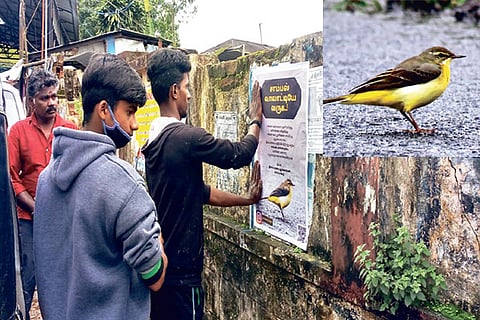 Students stick wall posters welcoming migratory bird