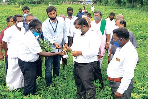 District Collector recommends cultivation of pulses in Nagapattinam