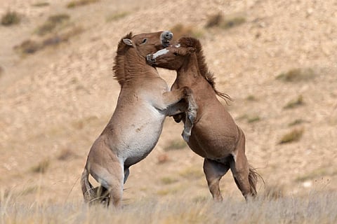 Przewalski?s stallions play-fighting in Hustai National Park in Mongolia