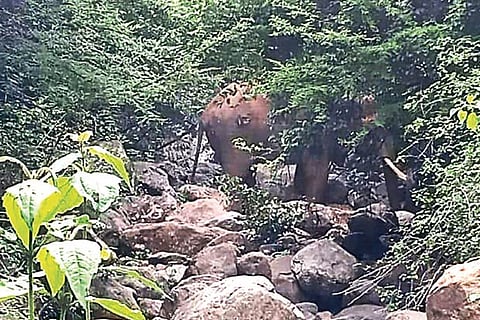 The injured jumbo spotted in the Coimbatore forest