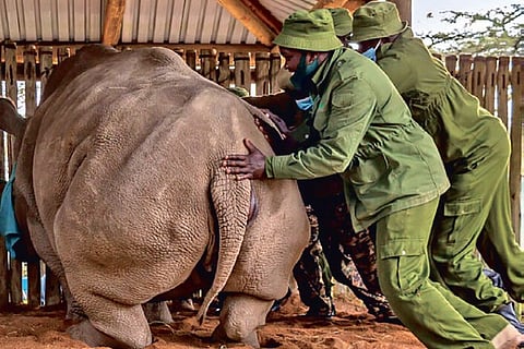 Crossroads for Humanity: Earth’s biodiversity on a downward spiral