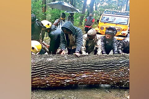 Uprooted trees being cleared on Gudalur road