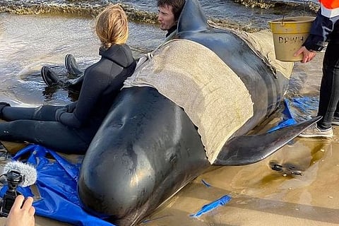 Whale beaching: An enduring mystery