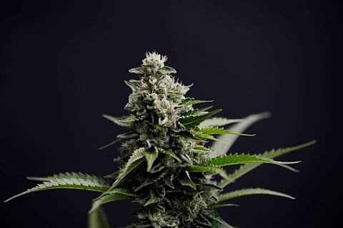 New Zealand divided over historic marijuana vote