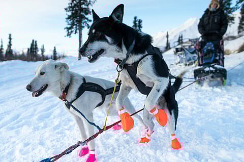 Blair Braverman and some of her dogs at the Alpine Creek Lodge, which is on mile 68 of the Denali