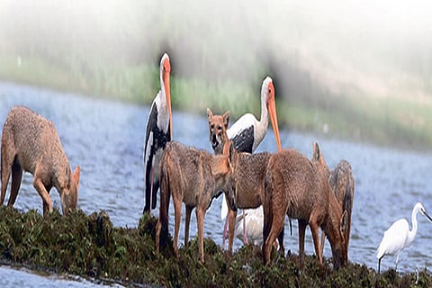 Pulicat is a migratory home for flamingoes, and has also reported sightings of leopards in the past