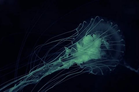 Representative Image / Photo: Pixabay