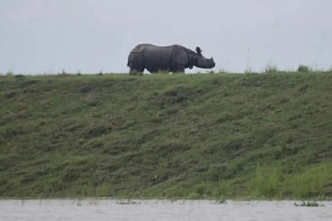 Two rhinos enter Assam village, one captured