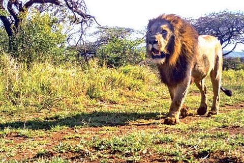 Can protecting lions help the whole food chain?
