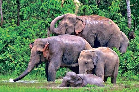 CBI takes over 3 suspected cases of elephant poaching in State