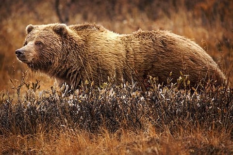 Born to be Lazy: What bears can teach us about our exercise habits