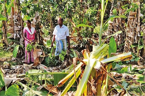 Farmers assessing damage caused by a herd of elephants at a plantain farm near Gudiyattam