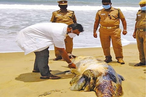Forest officials inspecting the dolphins carcass