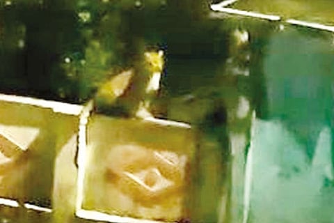 A leopard spotted resting on a compound wall in Valparai recently