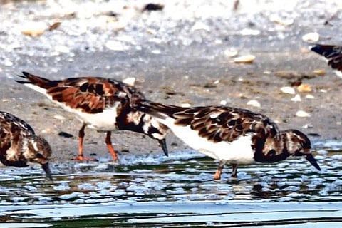 Ruddy turnstones foraging for food in Manakudy Bird Reserve in Kanniyakumari district.