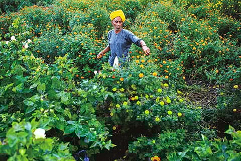 Why is fashion talking about regenerative farming?