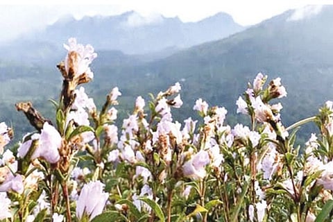 The Neelakurinji flowers