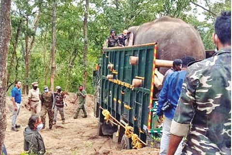 Foresters releasing Rivaldo into the wild at Mudumalai Tiger Reserve on Monday