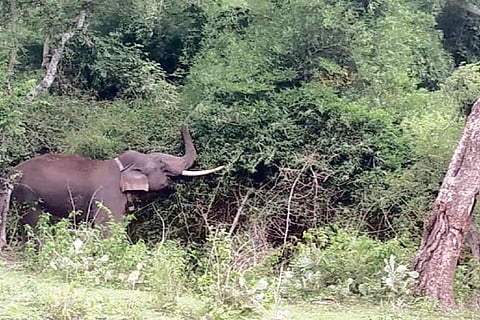 Elephant Rivaldo foraging in Bokkapuram forest area in The Nilgiris on Wednesday