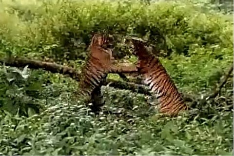 Fierce tiger fight in K'taka reserve captured on video, goes viral