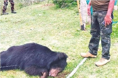 Forest Department officials examining the carcass of the electrocuted sloth bear in The Nilgiris on