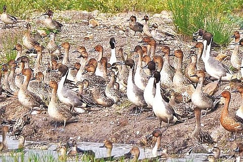 A mix of migratory ducks including Pintail, Eurasian wigeon and others.