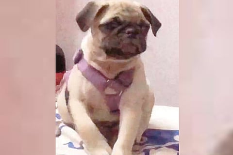 Biker duo flees with pet pug in broad daylight