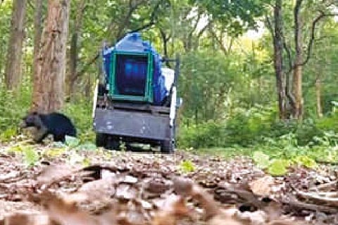 Sloth bear stuck in tree rescued, treated and let off into forest