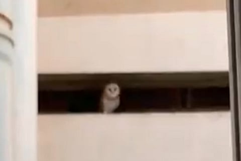 Screengrab from the video of owl dancing to Rakita Rakita song