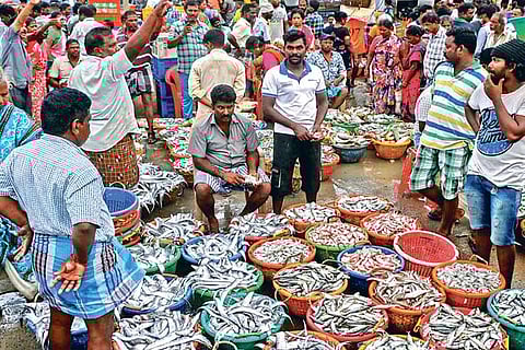 Kasimedu Fish Market