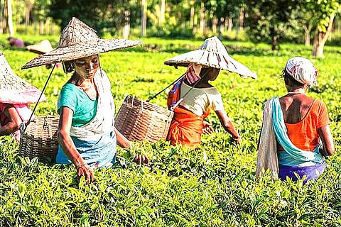 Sri Lanka earned $1.2 billion from tea exports in 2020. (Image Courtesy: Reuters)