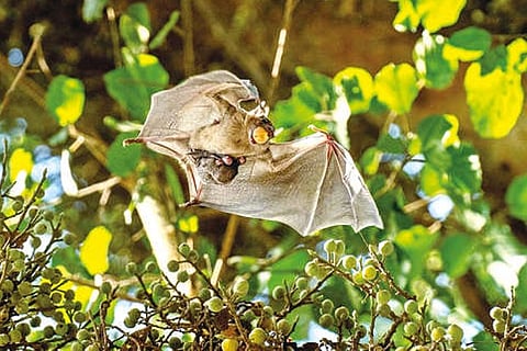 An Egyptian fruit bat mother with a fruit in her mother and carries pup attached to her body