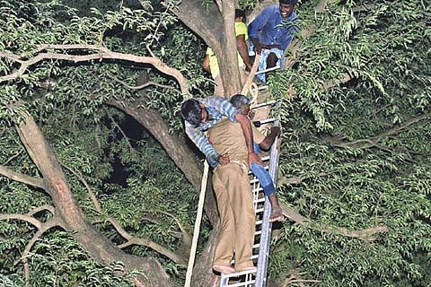 Tipsy man threatening to jump from 60-foot tree rescued
