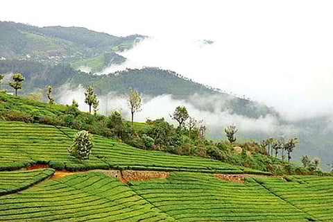 Bookings to hotels in the hill stations of Tamil Nadu have also picked up (File photo)